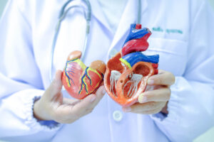Doctor showing an anatomical model of the heart